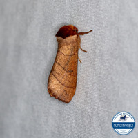 Datana unidentified species