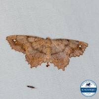 Hypagyrtis unipunctata