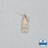 Glyphidocera lactiflosella