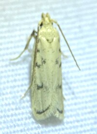 Glyphidocera lactiflosella