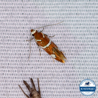 Promalactis suzukiella