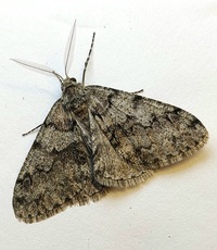 Phigalia denticulata