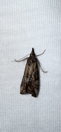 Hypena scabra