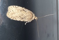 Agonopterix canadensis