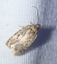 Agonopterix canadensis