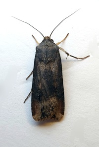 Agrotis ipsilon