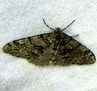 Phigalia denticulata