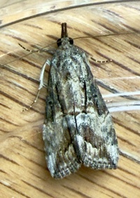 Hypena scabra