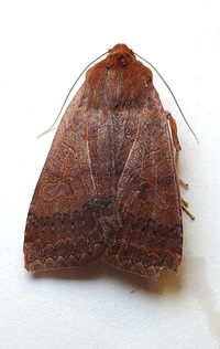 Metaxaglaea viatica