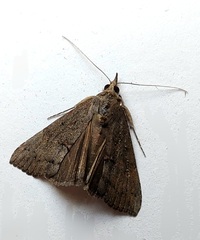 Hypena scabra