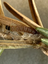 Coleotechnites macleodi