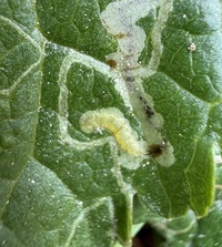 Phyllocnistis insignis