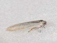 Calosima argyrosplendella