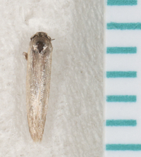 Calosima argyrosplendella