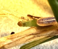 Coleotechnites apicitripunctella