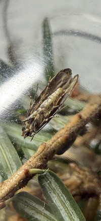 Coleotechnites macleodi