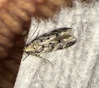 Coleotechnites macleodi