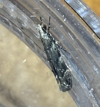 Coleotechnites macleodi