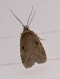 Agonopterix canadensis