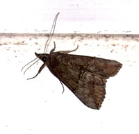 Hypena scabra