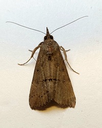 Hypena scabra