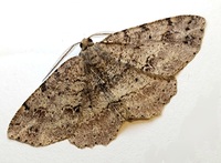 Melanolophia canadaria