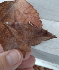 Eutrapela clemataria