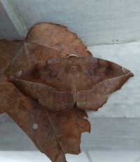 Eutrapela clemataria