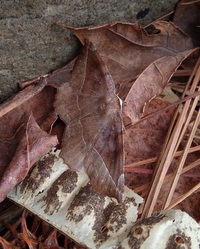 Eutrapela clemataria
