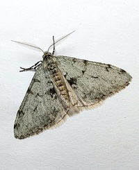Phigalia strigataria