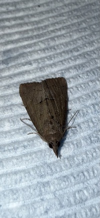 Hypena scabra