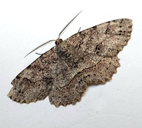 Melanolophia canadaria