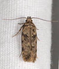 Chionodes thoraceochrella