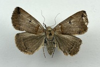 Zanclognatha laevigata