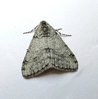 Phigalia strigataria