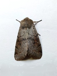 Orthosia alurina