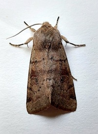 Orthosia alurina