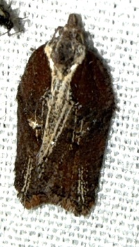 Acleris flavivittana