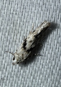 Arogalea cristifasciella