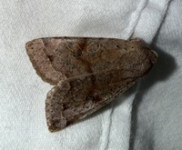 Orthosia alurina
