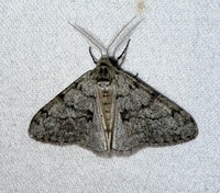 Phigalia strigataria