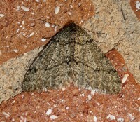 Phigalia strigataria