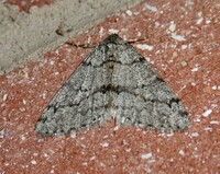 Phigalia strigataria