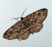 Melanolophia canadaria