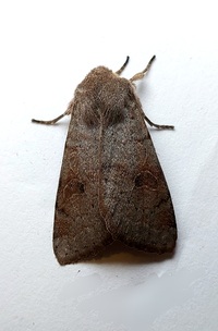 Orthosia alurina