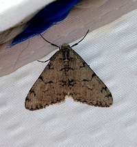 Phigalia strigataria