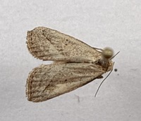 Macrochilo hypocritalis