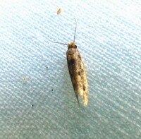 Niditinea unidentified species