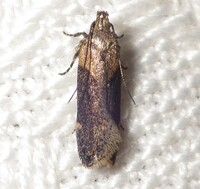 Chionodes mediofuscella