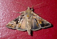 Chrysodeixis includens